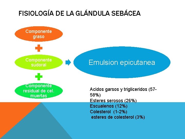 FISIOLOGÍA DE LA GLÁNDULA SEBÁCEA Componente graso Componente sudoral Componente residual de cel. muertas FISIOLOGÍA DE LA GLÁNDULA SEBÁCEA Componente graso Componente sudoral Componente residual de cel. muertas