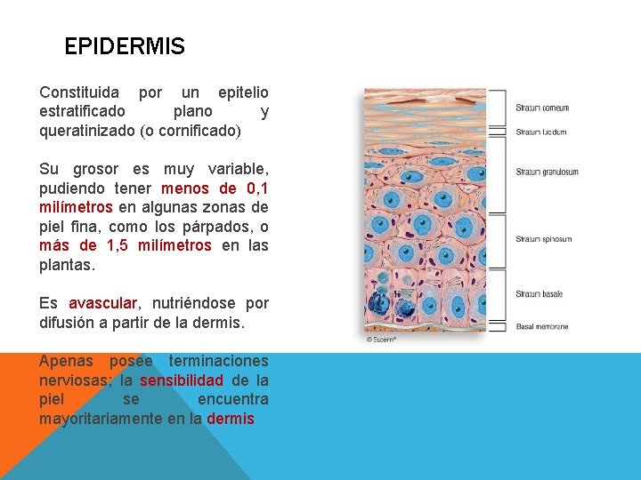 EPIDERMIS Constituida por un epitelio estratificado plano y queratinizado (o cornificado) Su grosor es EPIDERMIS Constituida por un epitelio estratificado plano y queratinizado (o cornificado) Su grosor es