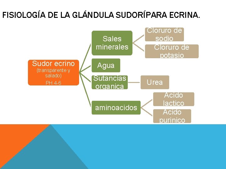 FISIOLOGÍA DE LA GLÁNDULA SUDORÍPARA ECRINA. Sales minerales Sudor ecrino (transparente y salado) PH FISIOLOGÍA DE LA GLÁNDULA SUDORÍPARA ECRINA. Sales minerales Sudor ecrino (transparente y salado) PH