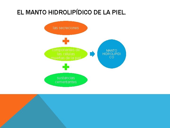 EL MANTO HIDROLIPÍDICO DE LA PIEL. las secreciones componentes de las células muertas de EL MANTO HIDROLIPÍDICO DE LA PIEL. las secreciones componentes de las células muertas de
