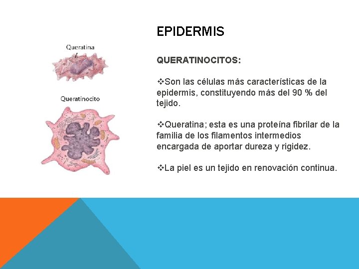 EPIDERMIS QUERATINOCITOS: v. Son las células más características de la epidermis, constituyendo más del EPIDERMIS QUERATINOCITOS: v. Son las células más características de la epidermis, constituyendo más del