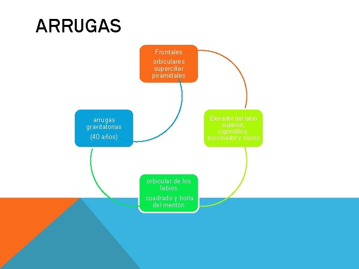 ARRUGAS Frontales orbiculares superciliar piramidales Elevador del labio superior, cigomático, buccinador y risorio arrugas ARRUGAS Frontales orbiculares superciliar piramidales Elevador del labio superior, cigomático, buccinador y risorio arrugas