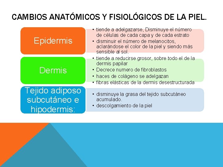 CAMBIOS ANATÓMICOS Y FISIOLÓGICOS DE LA PIEL. Epidermis Dermis Tejido adiposo subcutáneo e hipodermis: CAMBIOS ANATÓMICOS Y FISIOLÓGICOS DE LA PIEL. Epidermis Dermis Tejido adiposo subcutáneo e hipodermis:
