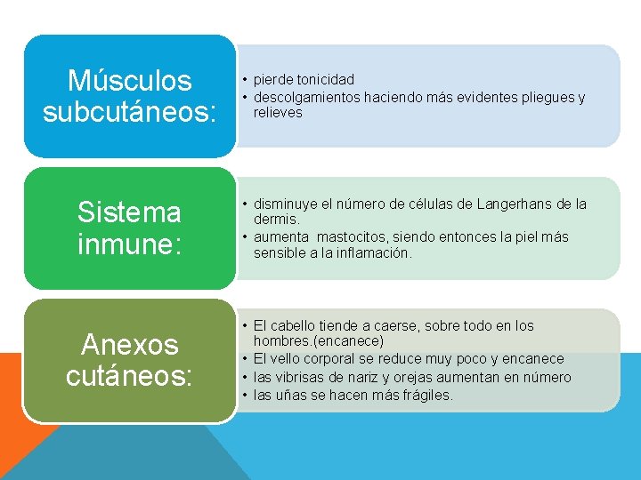 Músculos subcutáneos: • pierde tonicidad • descolgamientos haciendo más evidentes pliegues y relieves Sistema Músculos subcutáneos: • pierde tonicidad • descolgamientos haciendo más evidentes pliegues y relieves Sistema