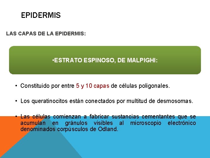EPIDERMIS LAS CAPAS DE LA EPIDERMIS: • ESTRATO ESPINOSO, DE MALPIGHI: • Constituido por EPIDERMIS LAS CAPAS DE LA EPIDERMIS: • ESTRATO ESPINOSO, DE MALPIGHI: • Constituido por