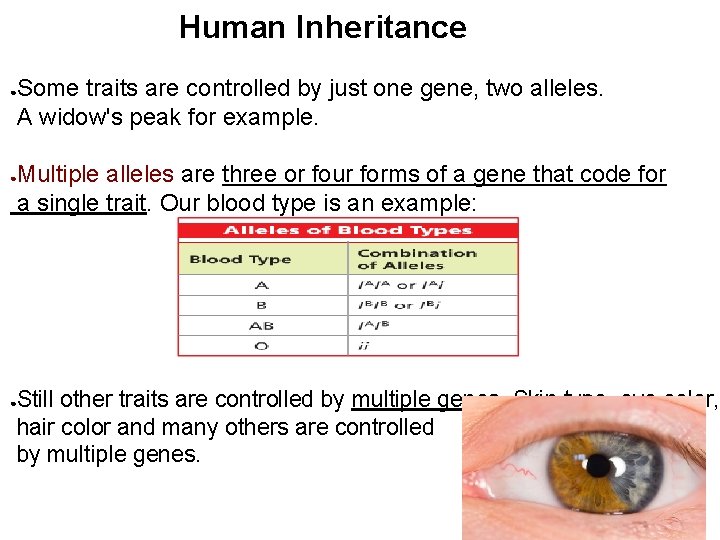 Human Inheritance Some traits are controlled by just one gene, two alleles. A widow's