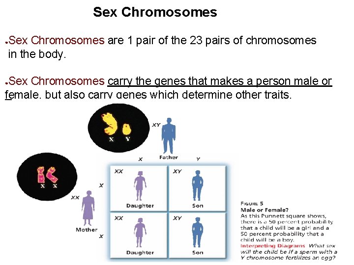 Sex Chromosomes are 1 pair of the 23 pairs of chromosomes in the body.