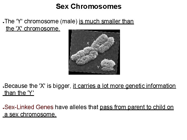 Sex Chromosomes The 'Y' chromosome (male) is much smaller than the 'X' chromosome. ●