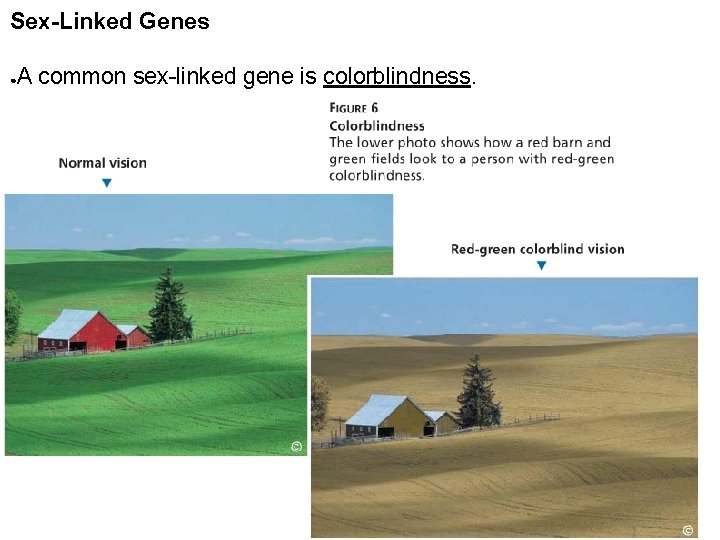 Sex-Linked Genes A common sex-linked gene is colorblindness. ● 