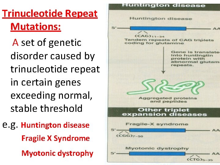 Trinucleotide Repeat Mutations: A set of genetic disorder caused by trinucleotide repeat in certain