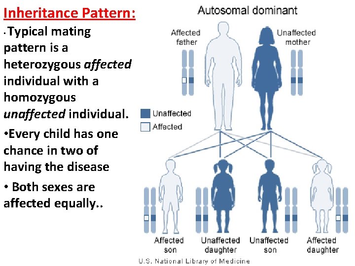 Inheritance Pattern: Typical mating pattern is a heterozygous affected individual with a homozygous unaffected