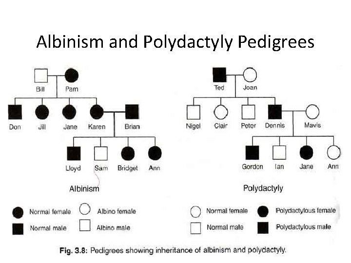 Albinism and Polydactyly Pedigrees 