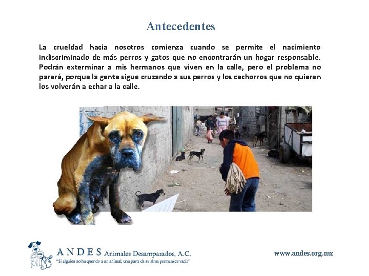 Antecedentes La crueldad hacia nosotros comienza cuando se permite el nacimiento indiscriminado de más