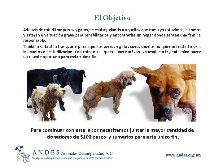 El Objetivo Además de esterilizar perros y gatos, se está ayudando a aquellos que