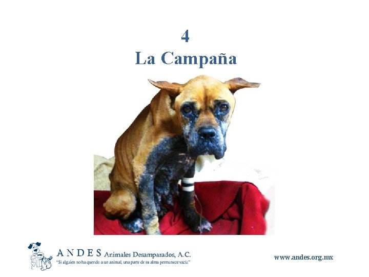4 La Campaña www. andes. org. mx 