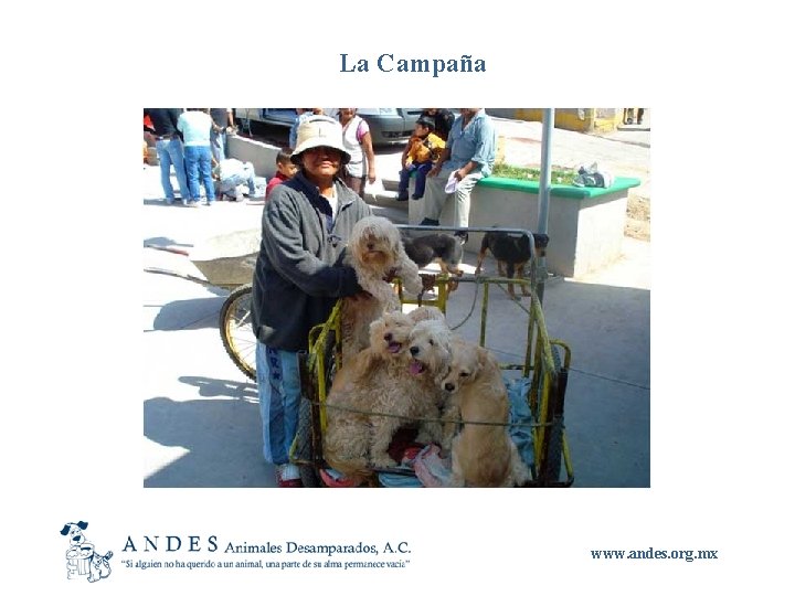 La Campaña www. andes. org. mx 