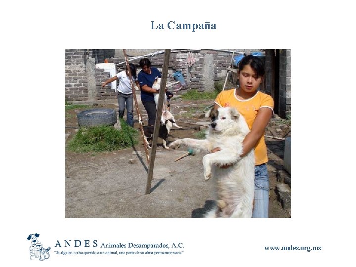 La Campaña www. andes. org. mx 