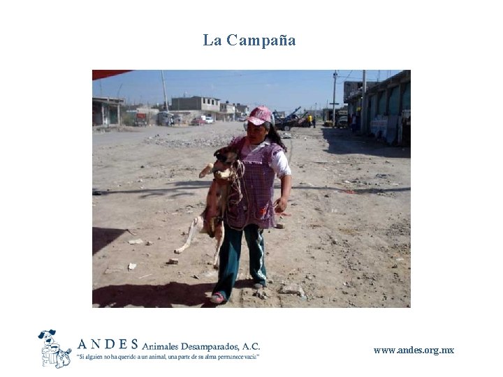 La Campaña www. andes. org. mx 