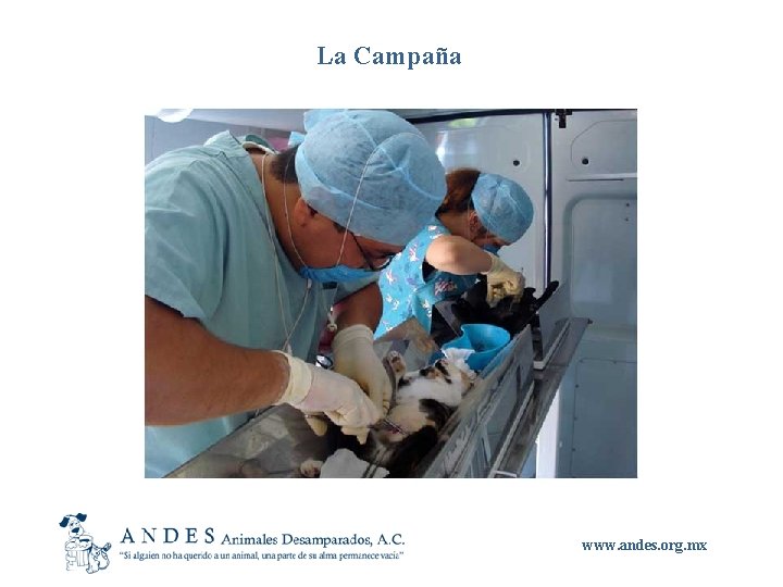 La Campaña www. andes. org. mx 