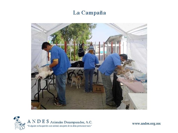 La Campaña www. andes. org. mx 