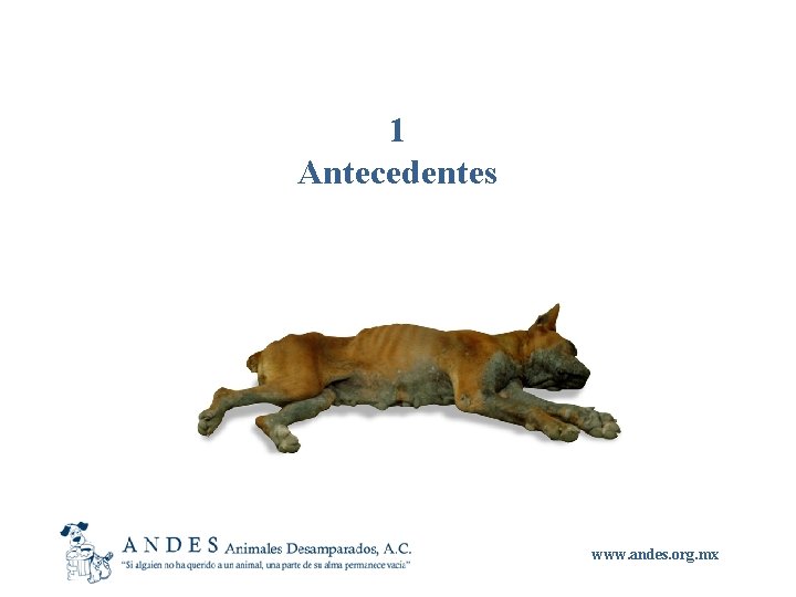 1 Antecedentes www. andes. org. mx 