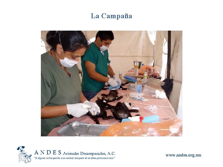 La Campaña www. andes. org. mx 