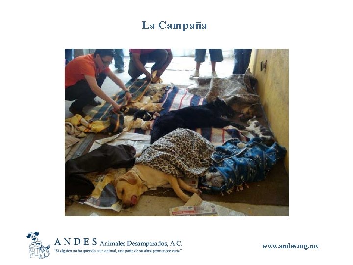 La Campaña www. andes. org. mx 