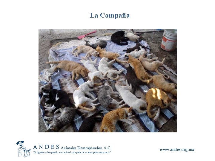 La Campaña www. andes. org. mx 