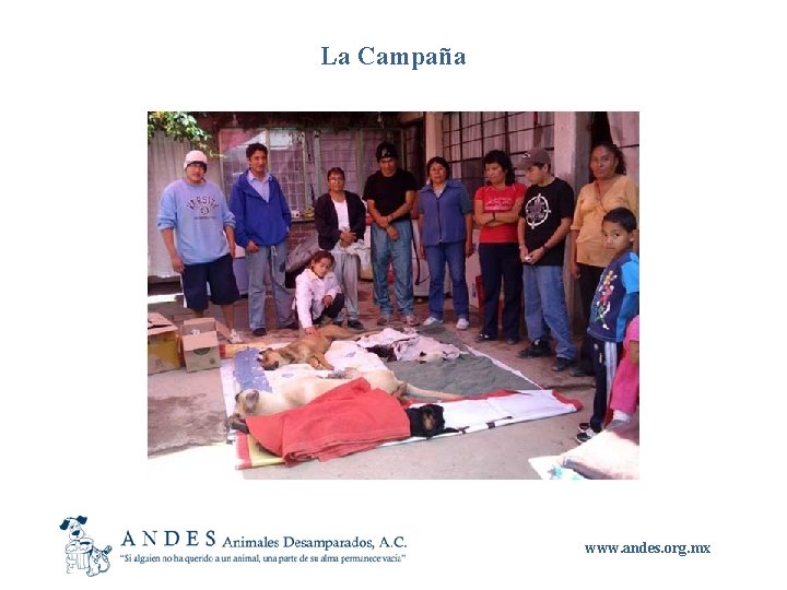 La Campaña www. andes. org. mx 