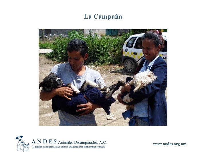 La Campaña www. andes. org. mx 