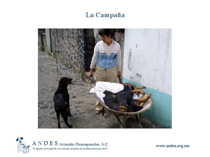 La Campaña www. andes. org. mx 