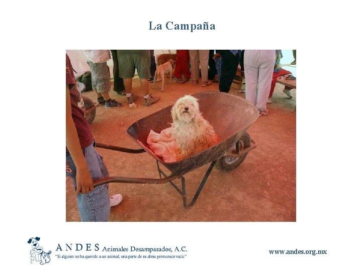 La Campaña www. andes. org. mx 
