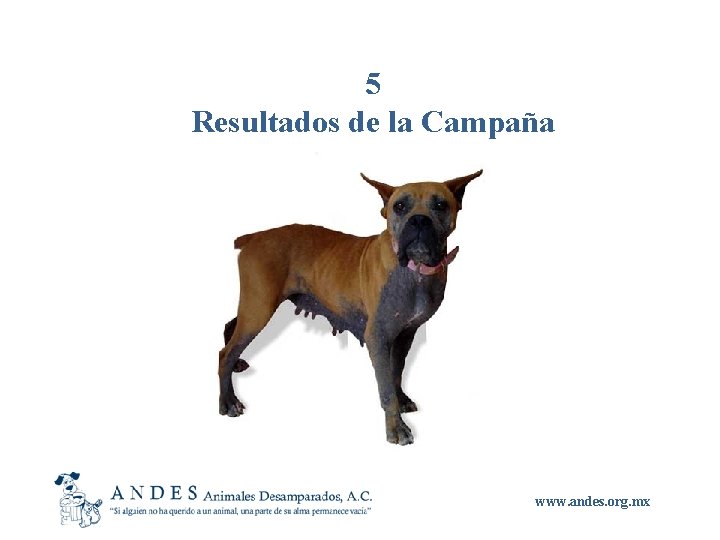 5 Resultados de la Campaña www. andes. org. mx 