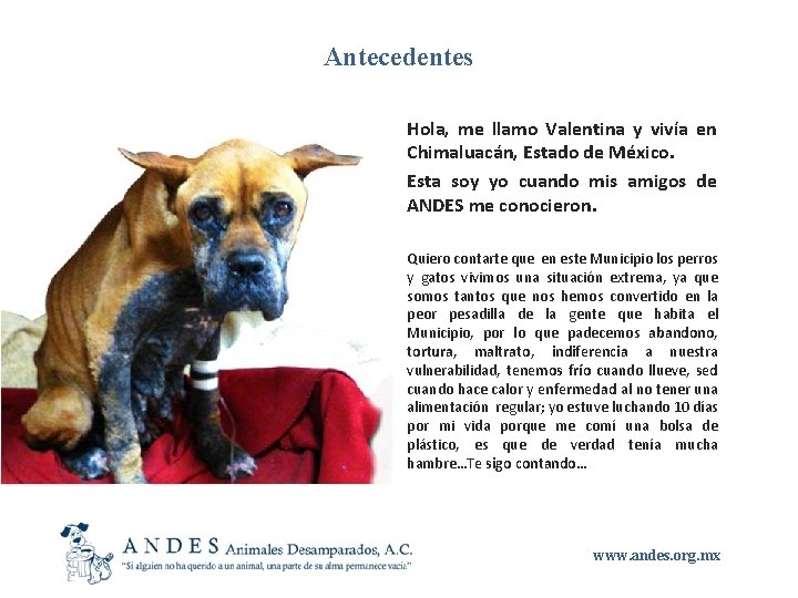 Antecedentes Hola, me llamo Valentina y vivía en Chimaluacán, Estado de México. Esta soy