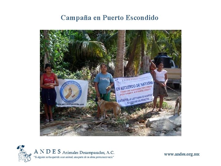Campaña en Puerto Escondido www. andes. org. mx 