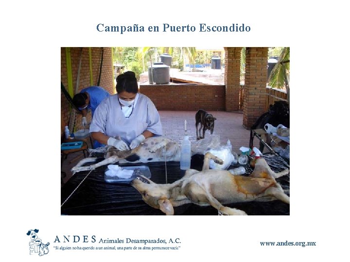 Campaña en Puerto Escondido www. andes. org. mx 