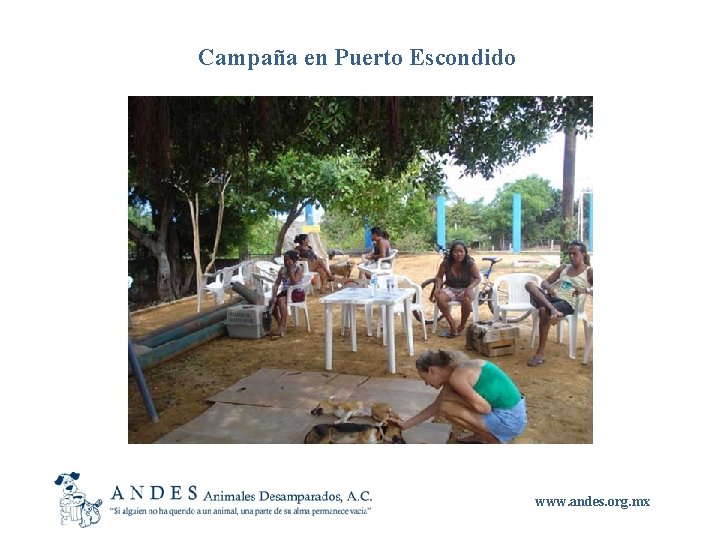 Campaña en Puerto Escondido www. andes. org. mx 