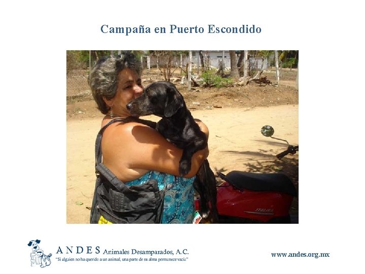 Campaña en Puerto Escondido www. andes. org. mx 