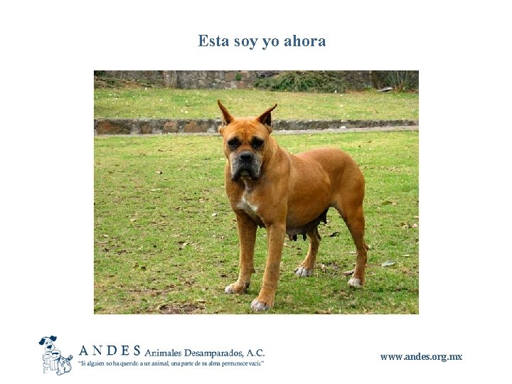 Esta soy yo ahora www. andes. org. mx 