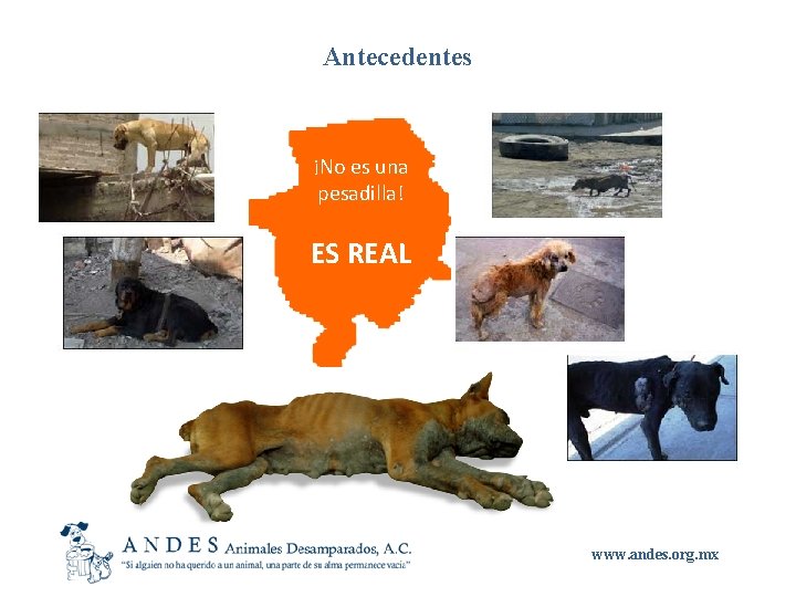 Antecedentes ¡No es una pesadilla! ES REAL www. andes. org. mx 