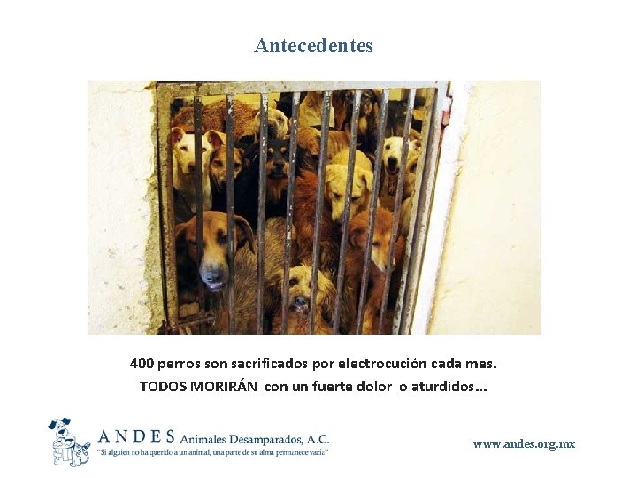 Antecedentes 400 perros son sacrificados por electrocución cada mes. TODOS MORIRÁN con un fuerte