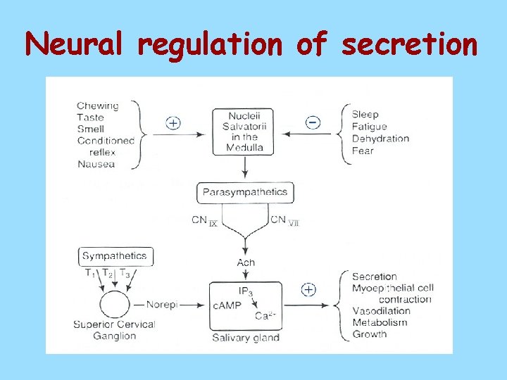 Neural regulation of secretion 