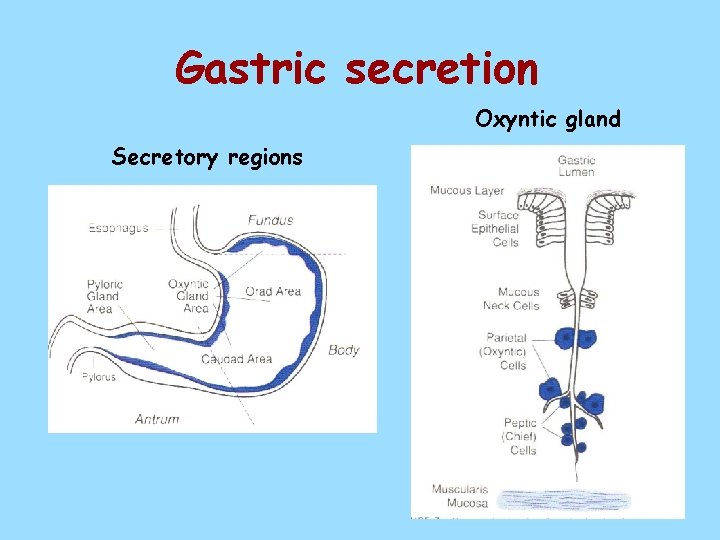 Gastric secretion Oxyntic gland Secretory regions 