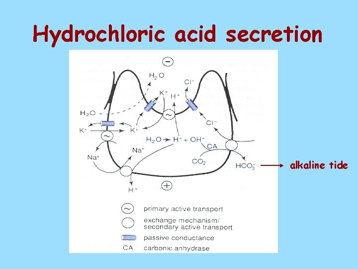 Hydrochloric acid secretion alkaline tide 