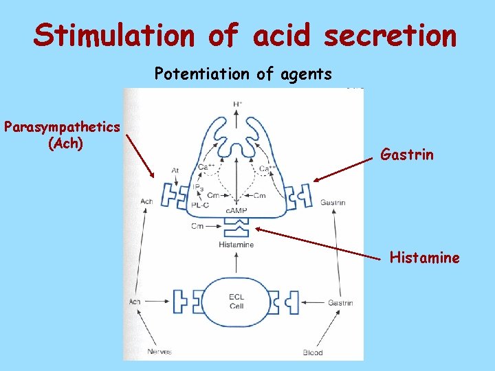Stimulation of acid secretion Potentiation of agents Parasympathetics (Ach) Gastrin Histamine 