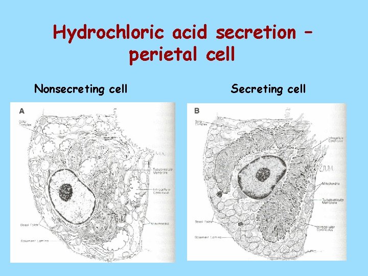 Hydrochloric acid secretion – perietal cell Nonsecreting cell Secreting cell 