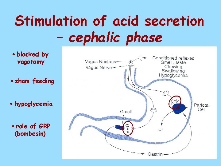 Stimulation of acid secretion – cephalic phase blocked by vagotomy sham feeding hypoglycemia role