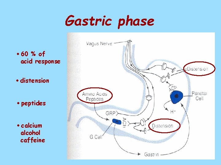 Gastric phase 60 % of acid response distension peptides calcium alcohol caffeine 