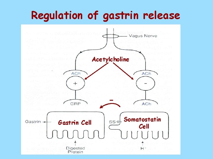 Regulation of gastrin release Acetylcholine Gastrin Cell Somatostatin Cell 