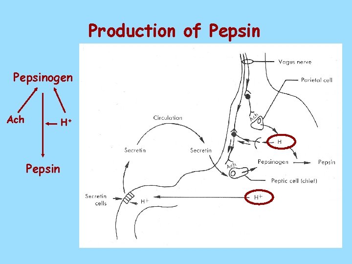 Production of Pepsinogen Ach H+ Pepsin 